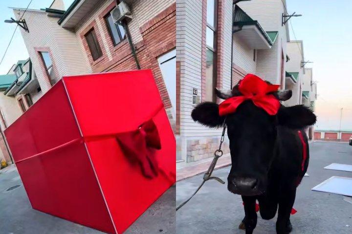 In Uzbekistan, a husband gifted his wife a cow — watch the video.